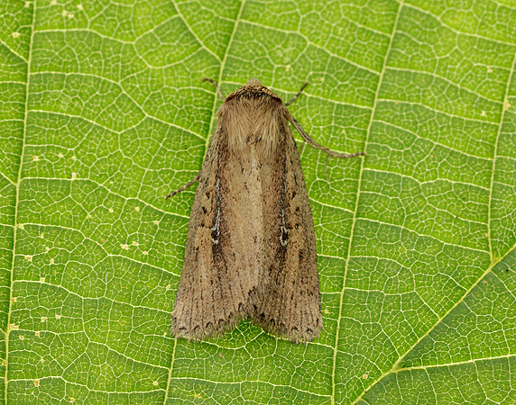 73.141 BF2371 Brown-veined Wainscot Archanara dissoluta