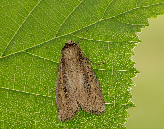 73.141 BF2371 Brown-veined Wainscot Archanara dissoluta
