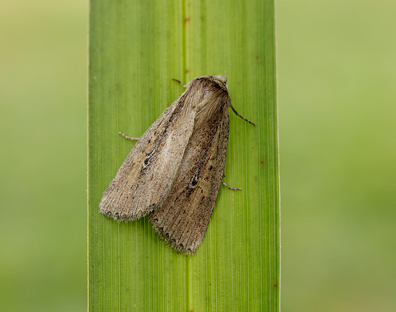 73.141 BF2371 Brown-veined Wainscot Archanara dissoluta