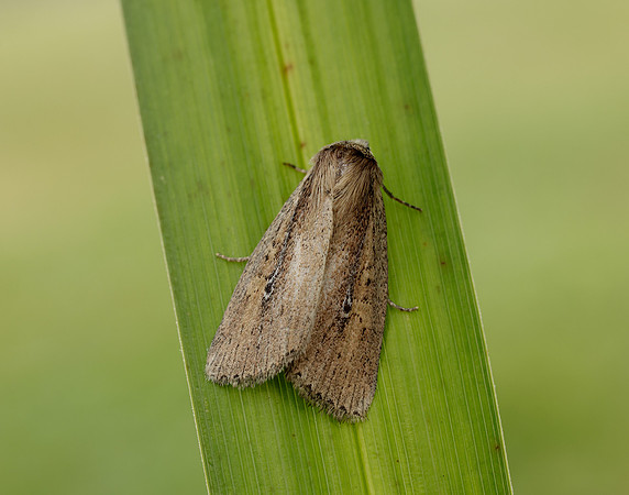 73.141 BF2371 Brown-veined Wainscot Archanara dissoluta