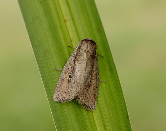 73.141 BF2371 Brown-veined Wainscot Archanara dissoluta