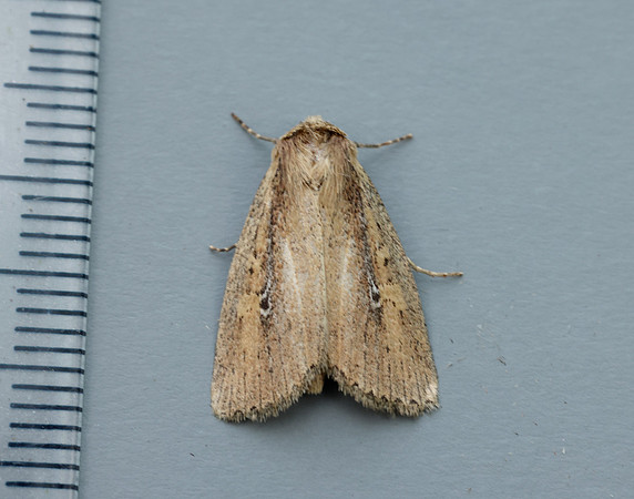 73.141 BF2371 Brown-veined Wainscot Archanara dissoluta