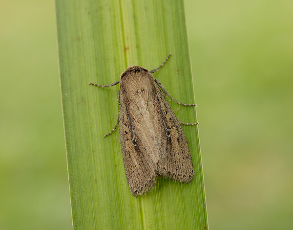 73.141 BF2371 Brown-veined Wainscot Archanara dissoluta