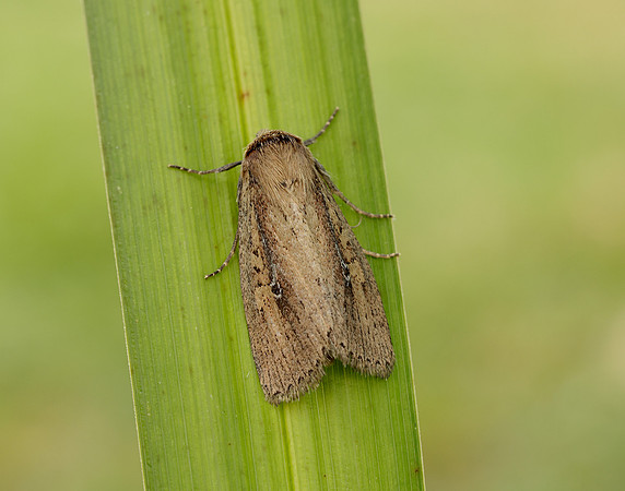 73.141 BF2371 Brown-veined Wainscot Archanara dissoluta