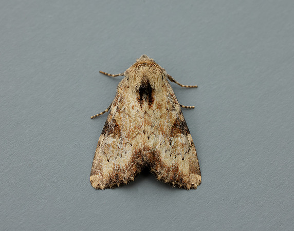 73.160 BF2335 Slender Brindle Apamea scolopacina