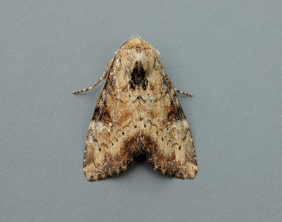 73.160 BF2335 Slender Brindle Apamea scolopacina