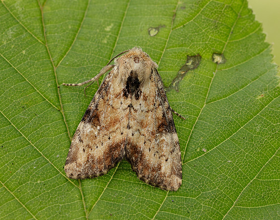 73.160 BF2335 Slender Brindle Apamea scolopacina