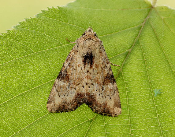 73.160 BF2335 Slender Brindle Apamea scolopacina