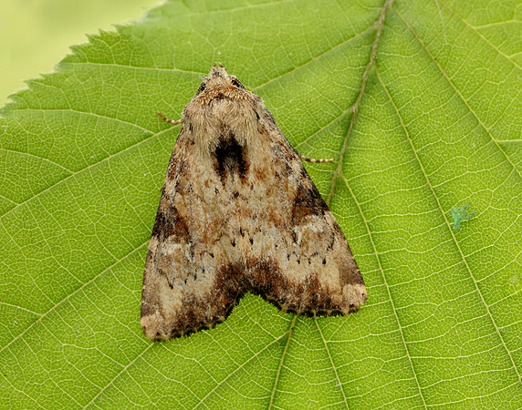 73.160 BF2335 Slender Brindle Apamea scolopacina