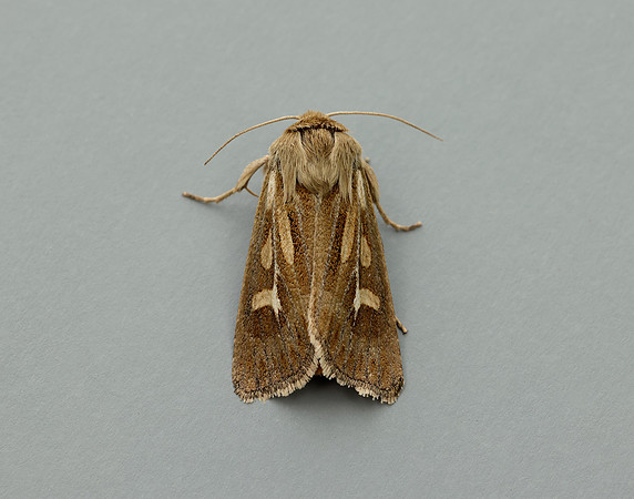 73.254 BF2176 Antler Moth Cerapteryx graminis