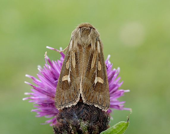 73.254 BF2176 Antler Moth Cerapteryx graminis