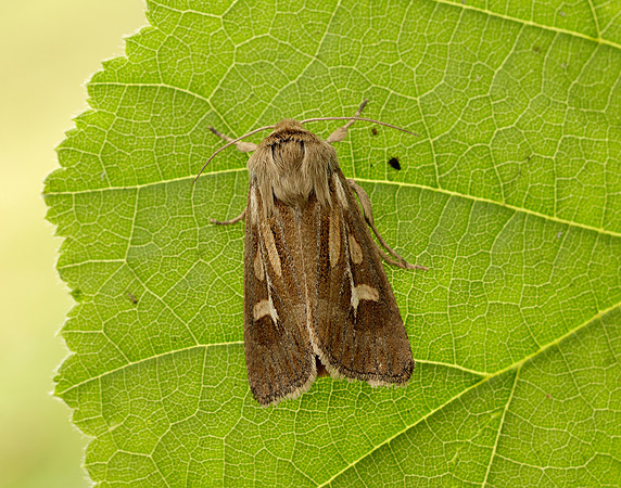 73.254 BF2176 Antler Moth Cerapteryx graminis