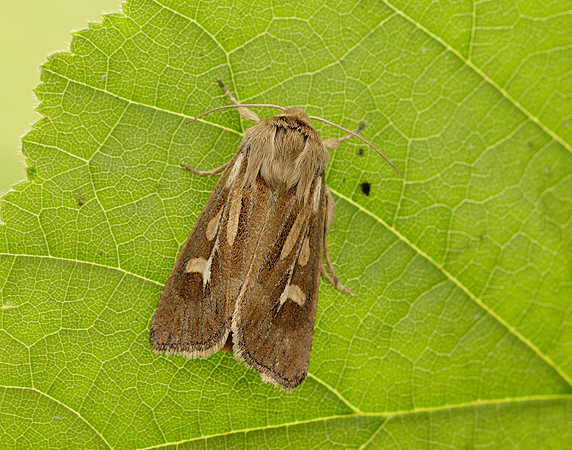 73.254 BF2176 Antler Moth Cerapteryx graminis