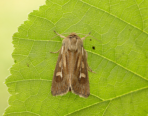 73.254 BF2176 Antler Moth Cerapteryx graminis