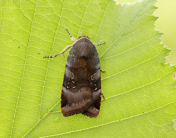 73.348 BF2111 Lesser Broad-bordered Yellow Underwing Noctua jant