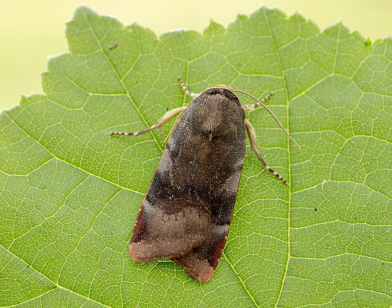73.348 BF2111 Lesser Broad-bordered Yellow Underwing Noctua jant