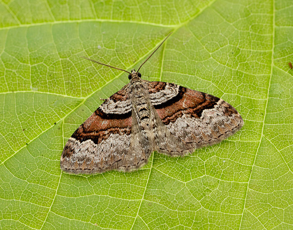 70.053 BF1722 Flame Carpet Xanthorhoe designata