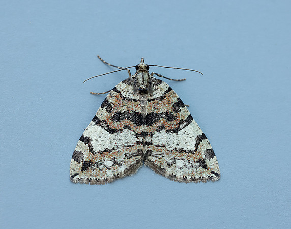 70.074 BF1777 July Highflyer Hydriomena furcata