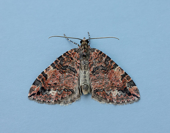 70.074 BF1777 July Highflyer Hydriomena furcata
