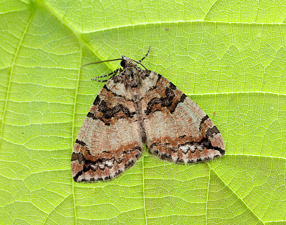 70.074 BF1777 July Highflyer Hydriomena furcata