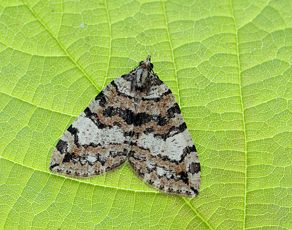 70.074 BF1777 July Highflyer Hydriomena furcata