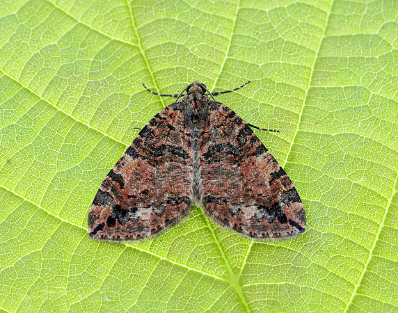 70.074 BF1777 July Highflyer Hydriomena furcata