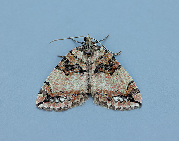 70.074 BF1777 July Highflyer Hydriomena furcata