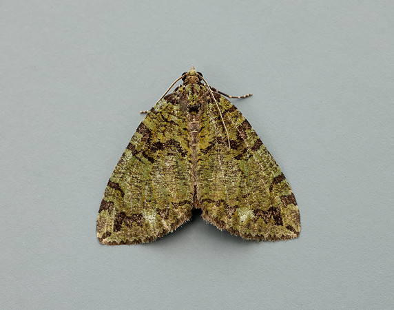 70.074 BF1777 July Highflyer Hydriomena furcata