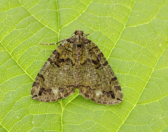 70.074 BF1777 July Highflyer Hydriomena furcata