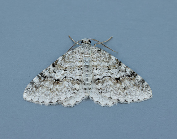 70.115 BF1873 Welsh Wave Venusia cambrica