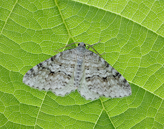 70.115 BF1873 Welsh Wave Venusia cambrica
