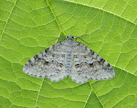 70.115 BF1873 Welsh Wave Venusia cambrica