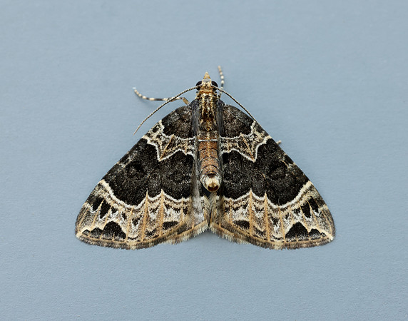70.094 BF1759 Small Phoenix Ecliptopera silaceata