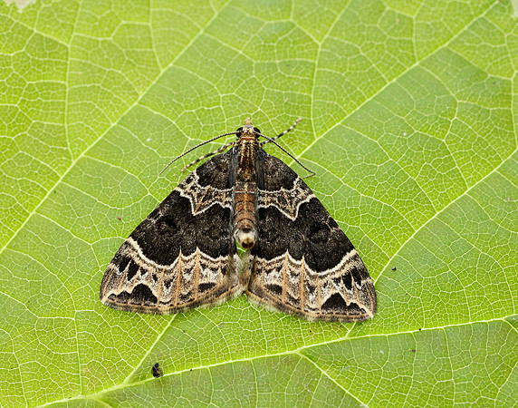 70.094 BF1759 Small Phoenix Ecliptopera silaceata