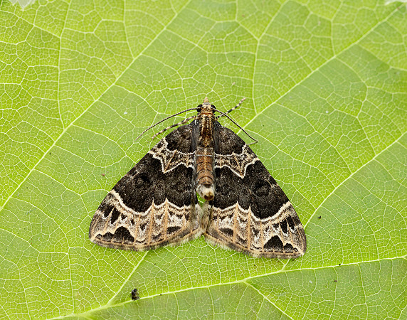 70.094 BF1759 Small Phoenix Ecliptopera silaceata