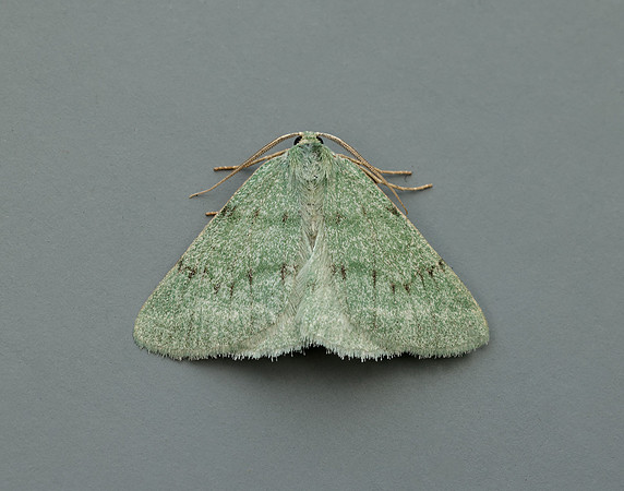 70.297 BF1665 Grass Emerald Pseudoterpna pruinata