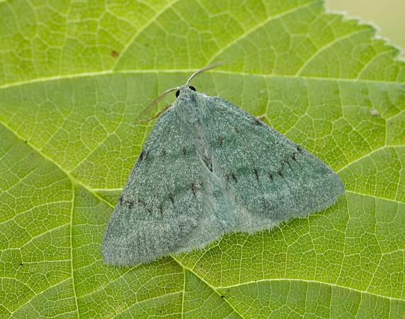 70.297 BF1665 Grass Emerald Pseudoterpna pruinata