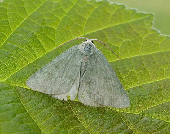 70.297 BF1665 Grass Emerald Pseudoterpna pruinata