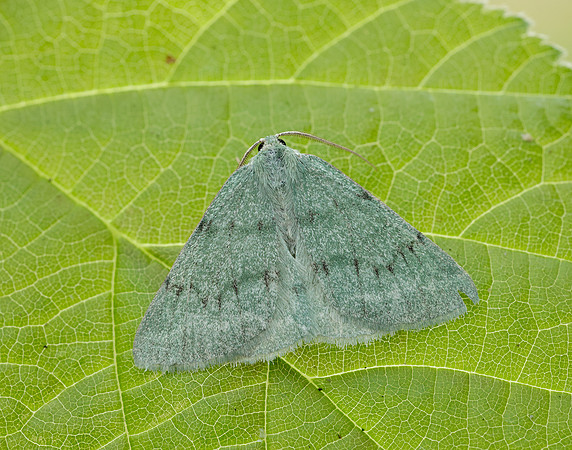 70.297 BF1665 Grass Emerald Pseudoterpna pruinata