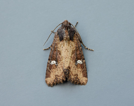73.1691 BF2343x Common Rustic agg.Mesapamea secalis agg.