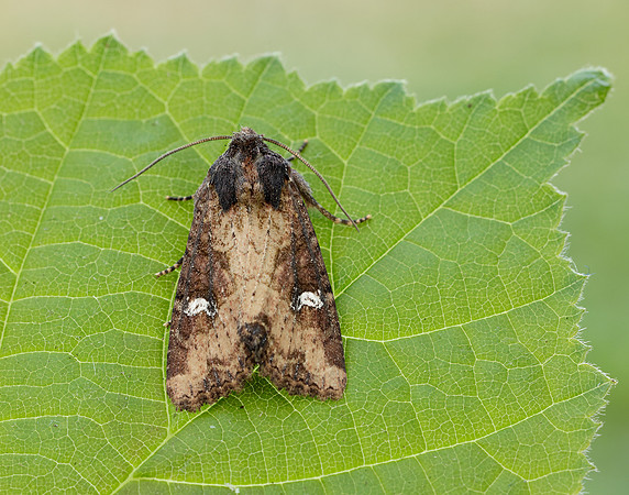 73.1691 BF2343x Common Rustic agg.Mesapamea secalis agg.