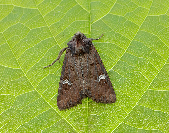 73.1691 BF2343x Common Rustic agg.Mesapamea secalis agg.