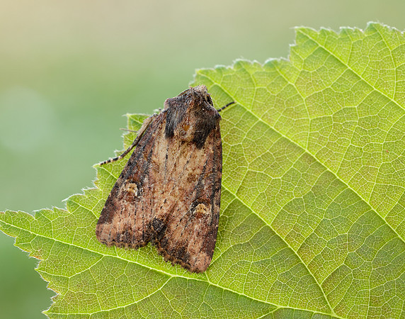73.1691 BF2343x Common Rustic agg.Mesapamea secalis agg.
