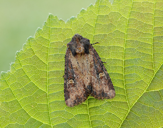 73.1691 BF2343x Common Rustic agg.Mesapamea secalis agg.