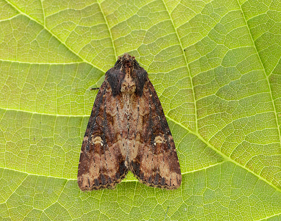 73.1691 BF2343x Common Rustic agg.Mesapamea secalis agg.