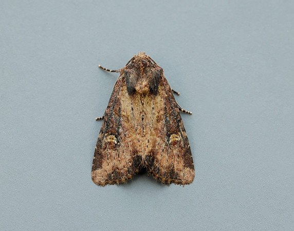 73.1691 BF2343x Common Rustic agg.Mesapamea secalis agg.
