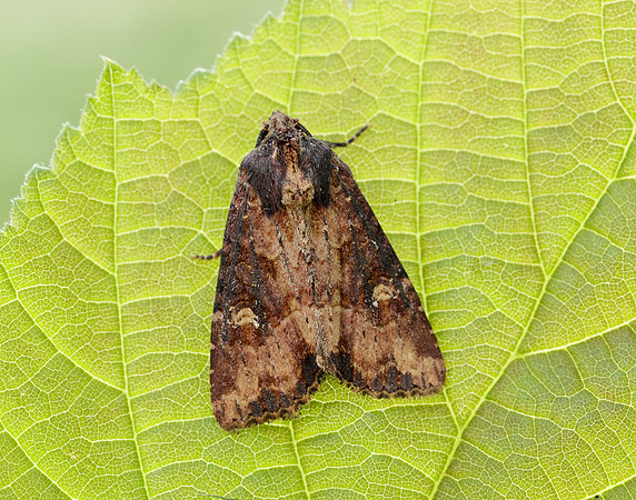 73.1691 BF2343x Common Rustic agg.Mesapamea secalis agg.