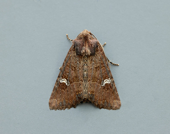 73.1691 BF2343x Common Rustic agg.Mesapamea secalis agg.