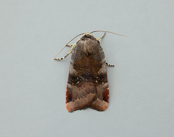 73.348 BF2111 Lesser Broad-bordered Yellow Underwing Noctua jant