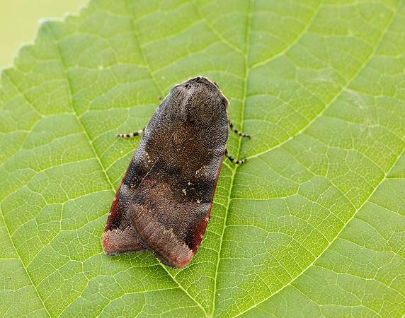 73.348 BF2111 Lesser Broad-bordered Yellow Underwing Noctua jant